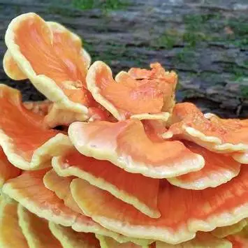 Bright yellow and orange chicken in the woods mushrooms growing on the trunk of an oak tree in a dense forest.